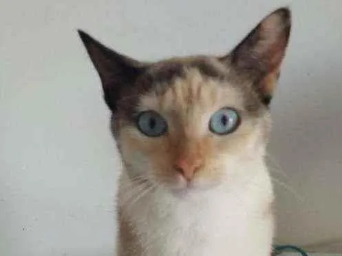 Gato raça Srd idade 7 a 11 meses nome Mel