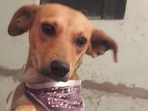 Cachorro raça Vira lata idade 1 ano nome Mel 