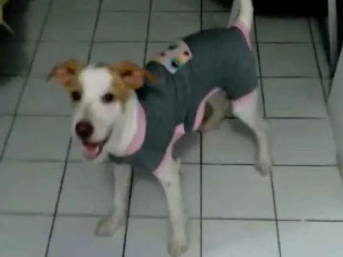 Cachorro ra a Mestiça (araceado com Labrador idade 2 a 6 meses nome Nina