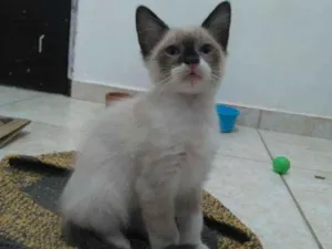 Gato raça SRD-ViraLata idade 2 a 6 meses nome Mikkel 