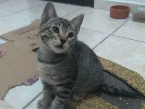 Gato raça SRD-ViraLata idade 2 a 6 meses nome Bartosz