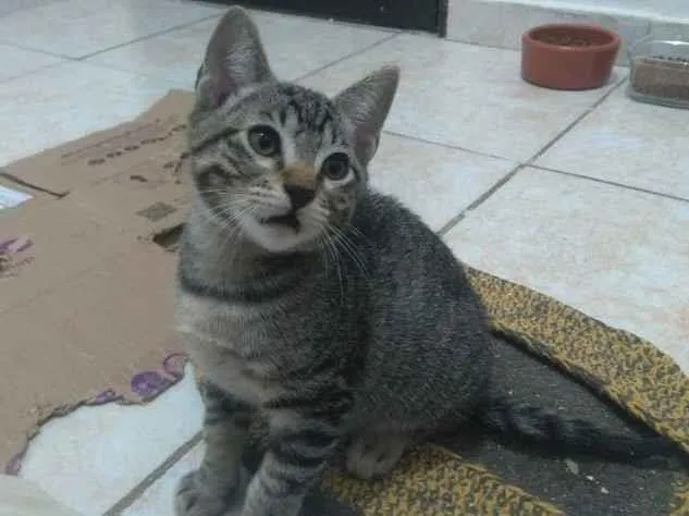 Gato raça SRD-ViraLata idade 2 a 6 meses nome Bartosz