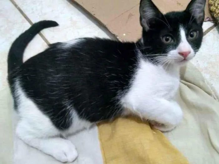 Gato raça SRD-ViraLata idade 2 a 6 meses nome Egon