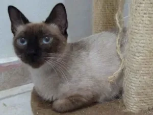 Gato raça SRD-ViraLata idade 2 a 6 meses nome Agnes