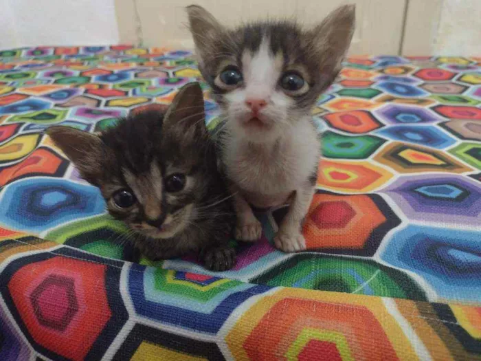 Gato ra a SRD idade Abaixo de 2 meses nome Fígaro e Cleo