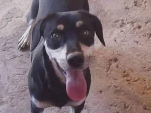 Cachorro raça Srd idade 4 anos nome Isis