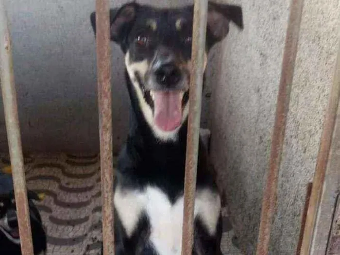 Cachorro raça Srd idade 3 anos nome Menino