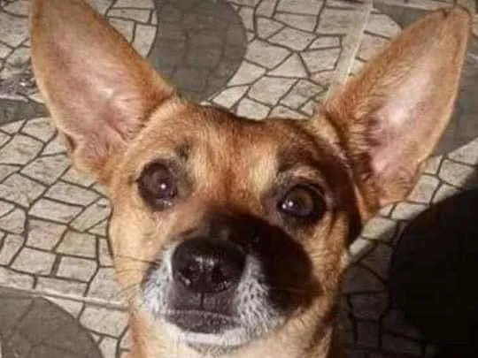 Cachorro ra a Srd idade 5 anos nome Gorda