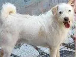 Cachorro raça Srd idade 5 anos nome Galego e Alemão 