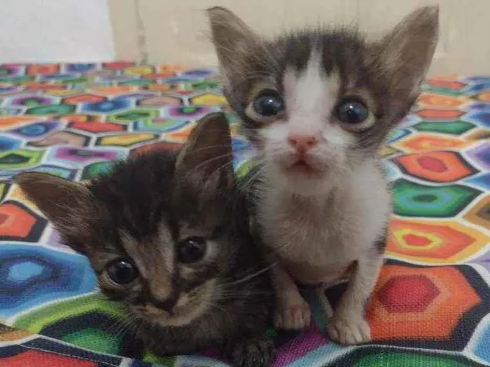 Gato ra a SRD idade Abaixo de 2 meses nome Fígaro e Cleo