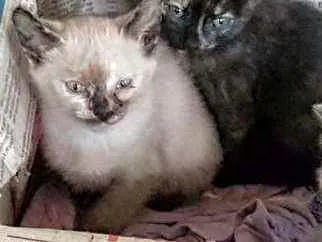 Gato raça Srd idade Abaixo de 2 meses nome Cristal