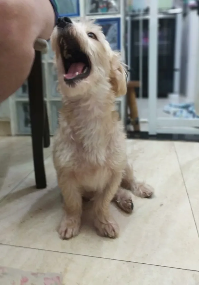 Cachorro ra a misto de York e Poodle Srd idade 2 anos nome Floquinho