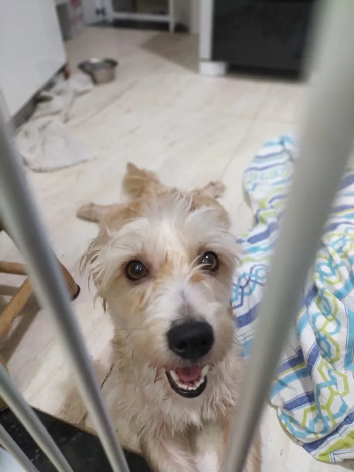 Cachorro ra a misto de York e Poodle Srd idade 2 anos nome Floquinho
