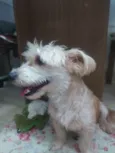 Floquinho