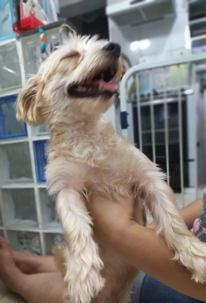 Cachorro ra a misto de York e Poodle Srd idade 2 anos nome Floquinho