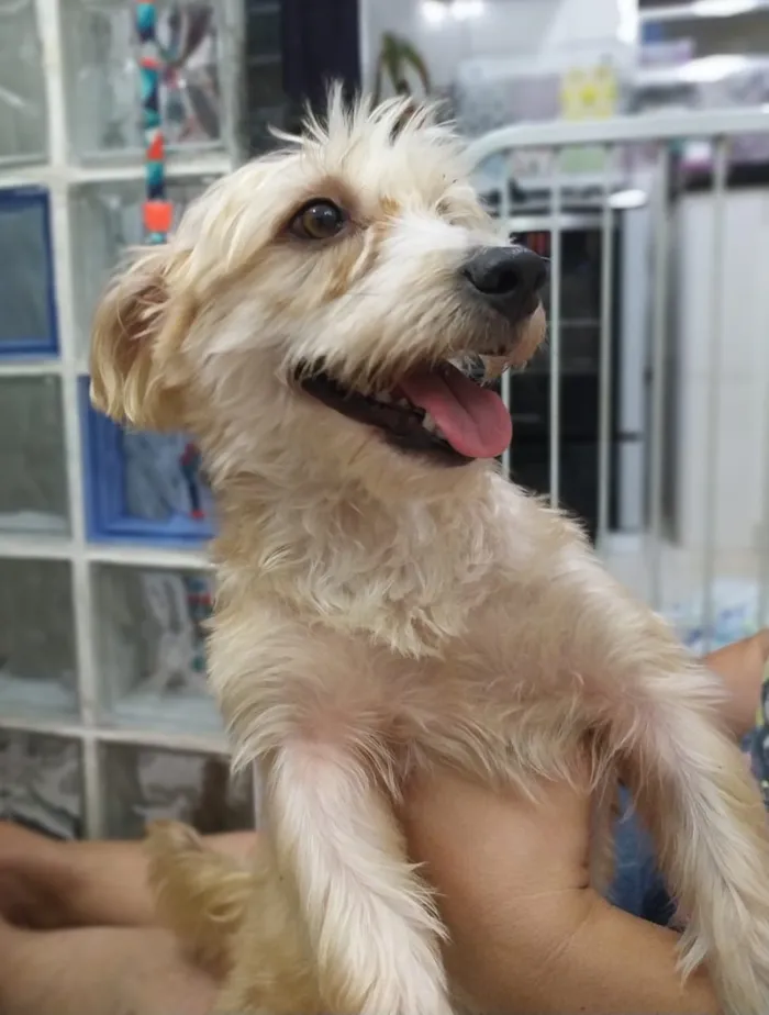 Cachorro ra a misto de York e Poodle Srd idade 2 anos nome Floquinho