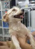 Floquinho