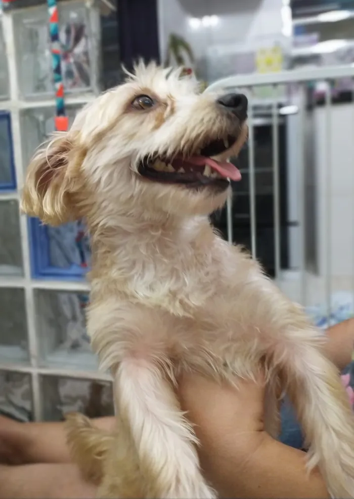 Cachorro ra a misto de York e Poodle Srd idade 2 anos nome Floquinho