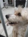 Floquinho