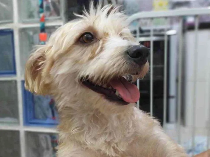 Cachorro ra a misto de York e Poodle Srd idade 2 anos nome Floquinho