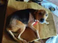 Pepita
