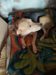 Pepita