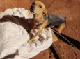 Pepita