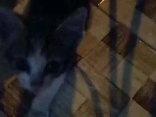 Gato raça Sem raça definidq idade 2 a 6 meses nome Miguel 