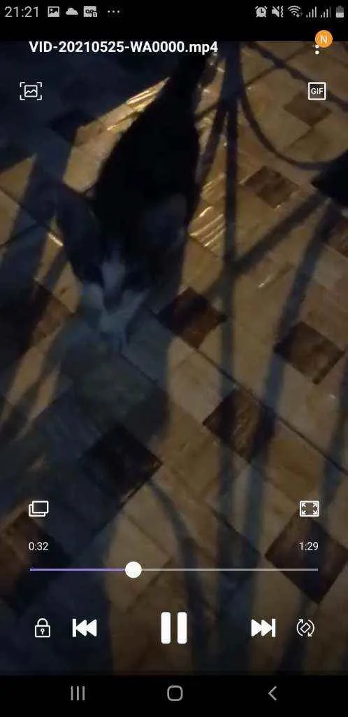 Gato raça Sem raça definidq idade 2 a 6 meses nome Miguel 