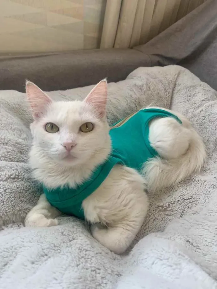 Gato ra a SRD idade 7 a 11 meses nome ANNY