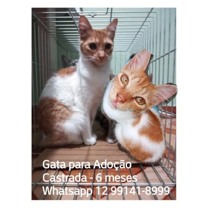 Gato ra a SRD  idade 7 a 11 meses nome SEM NOME