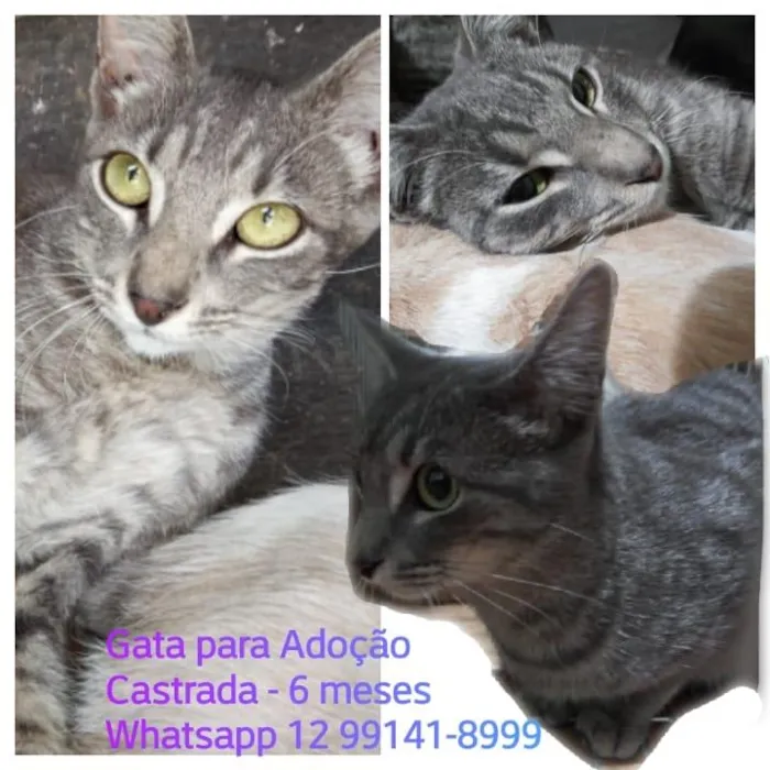 Gato ra a SRD  idade 7 a 11 meses nome SEM NOME