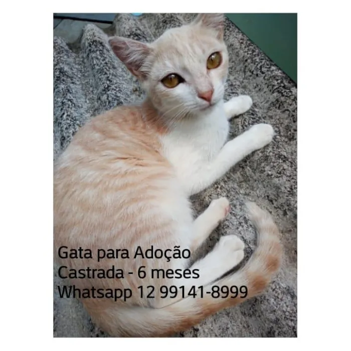 Gato ra a SRD  idade 7 a 11 meses nome SEM NOME