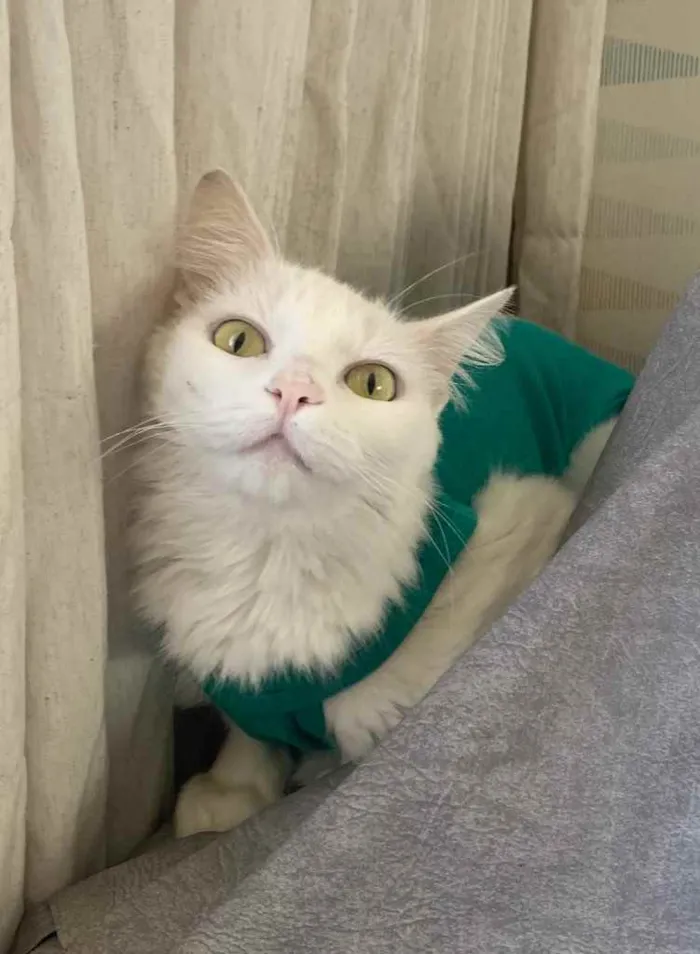 Gato ra a SRD idade 7 a 11 meses nome ANNY