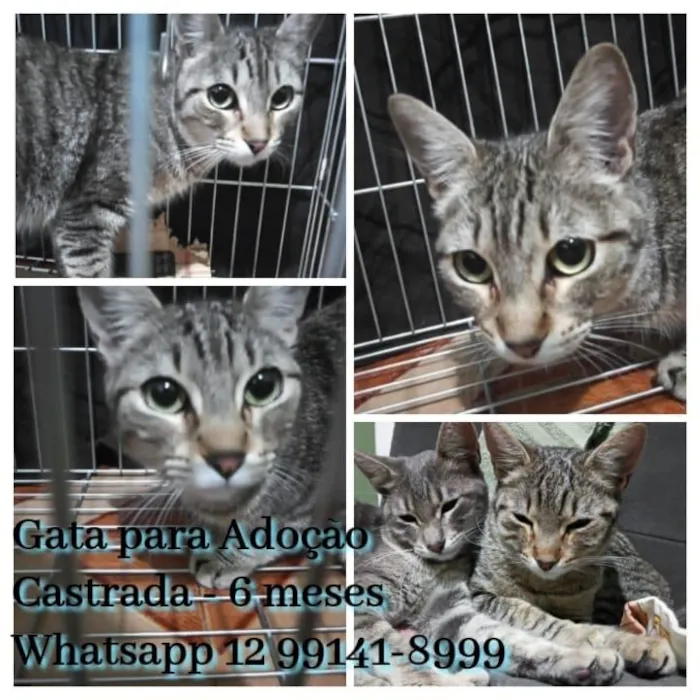 Gato ra a SRD  idade 7 a 11 meses nome SEM NOME