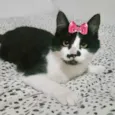 Nina 