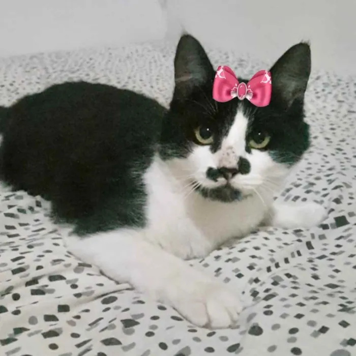 Gato ra a Mestiça  idade 7 a 11 meses nome Nina 
