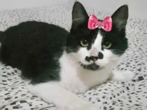Gato raça Mestiça  idade 7 a 11 meses nome Nina 