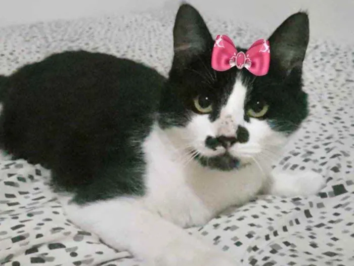 Gato ra a Mestiça  idade 7 a 11 meses nome Nina 