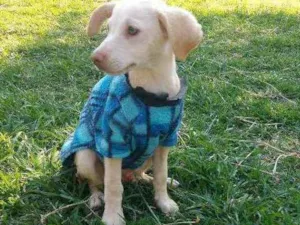 Cachorro raça SRD idade 2 a 6 meses nome Ulisses