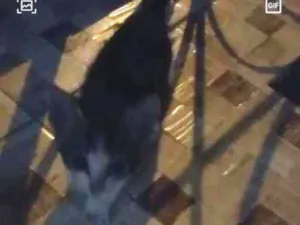 Gato raça Sem raça definidq idade 2 a 6 meses nome Miguel 