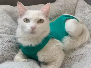 Gato raça SRD idade 7 a 11 meses nome ANNY