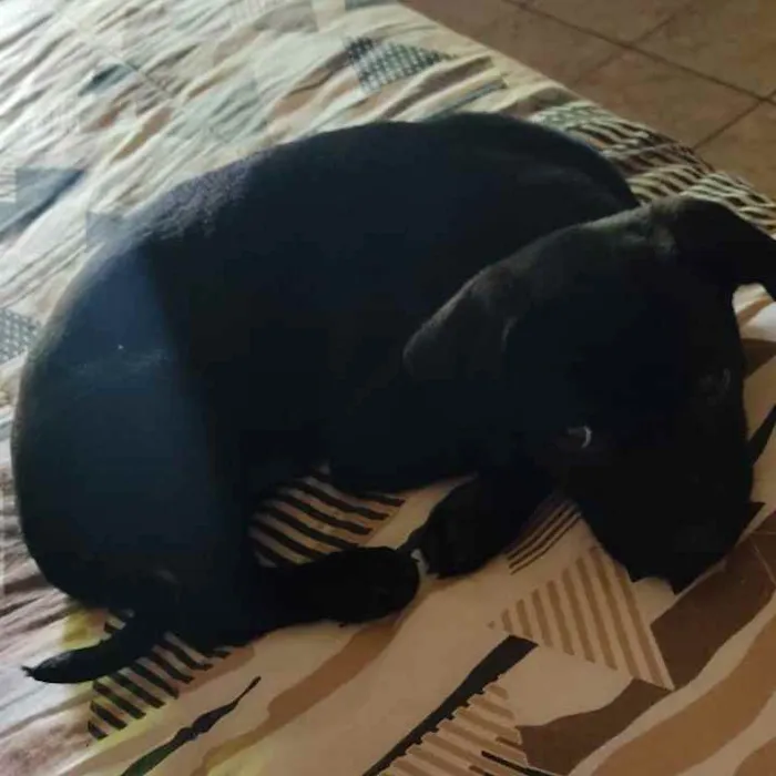 Cachorro raça  vira-lata idade 2 a 6 meses nome Beto