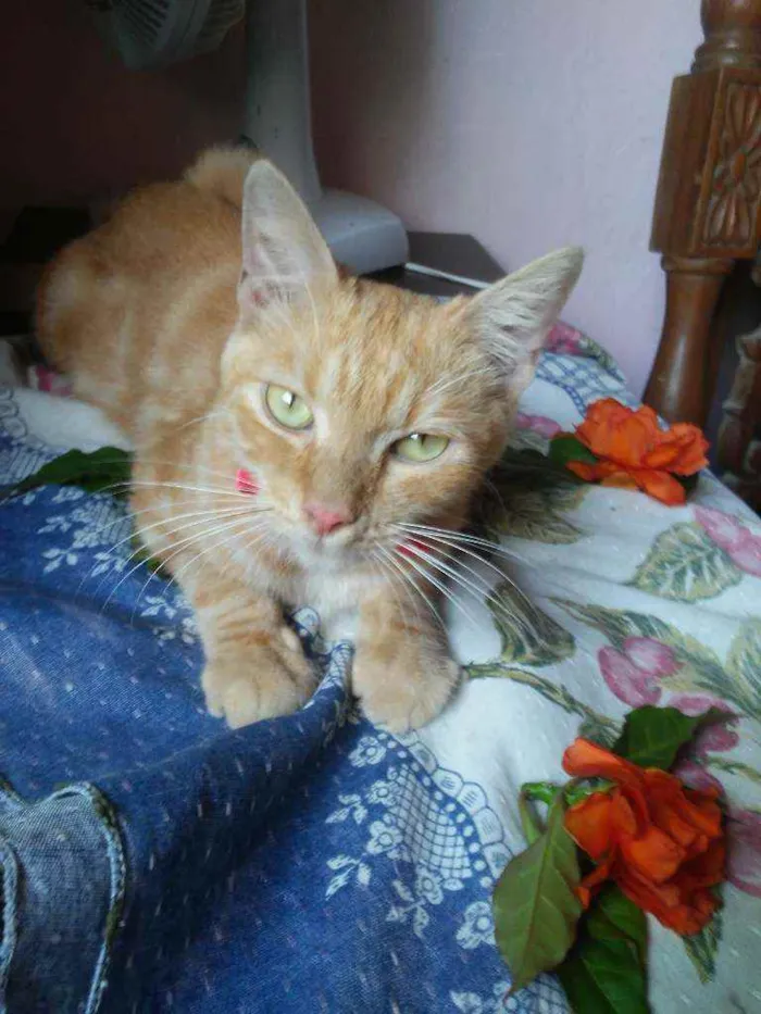 Gato ra a Diferente idade 7 a 11 meses nome Lourinha