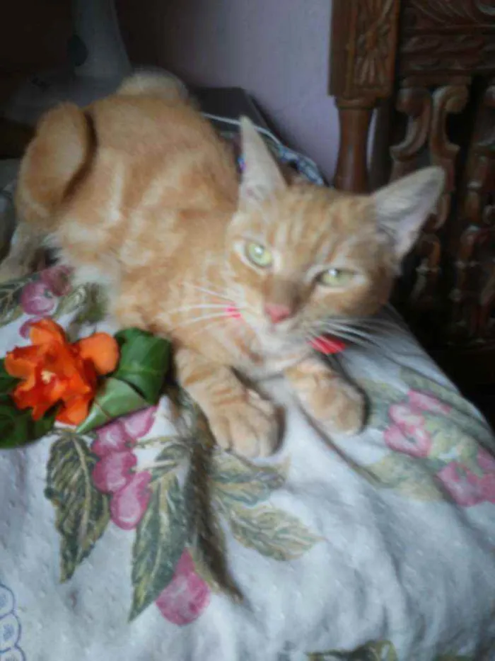 Gato ra a Diferente idade 7 a 11 meses nome Lourinha
