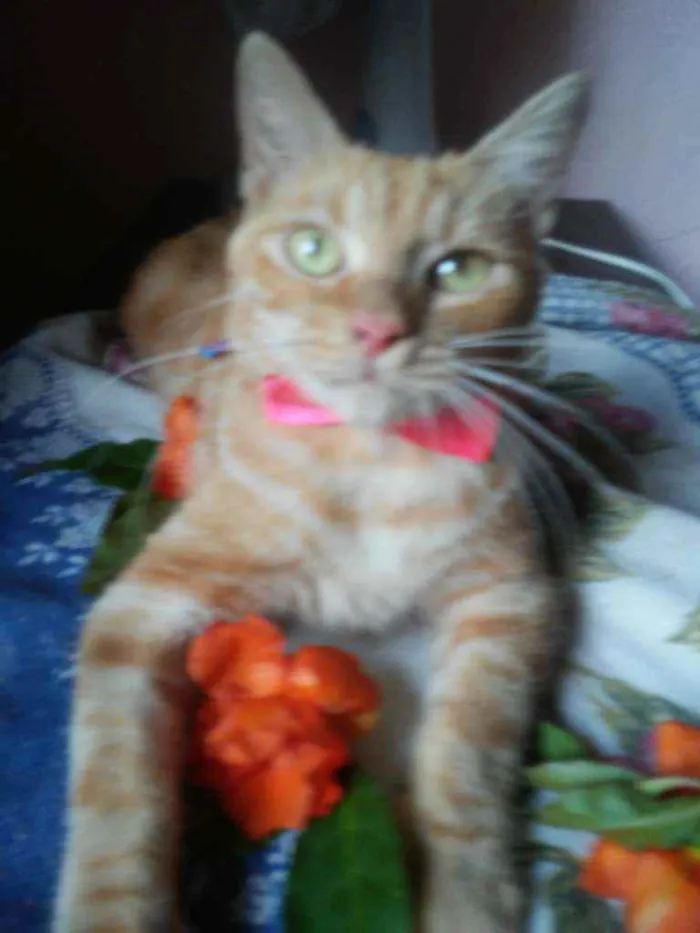 Gato ra a Diferente idade 7 a 11 meses nome Lourinha