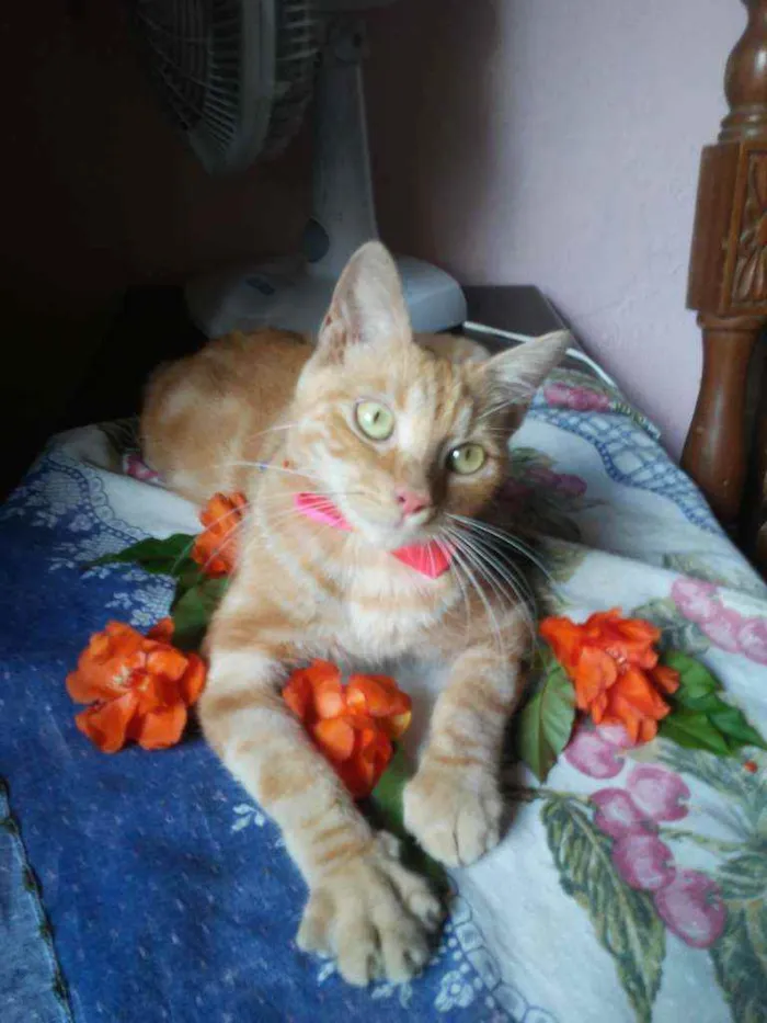 Gato ra a Diferente idade 7 a 11 meses nome Lourinha