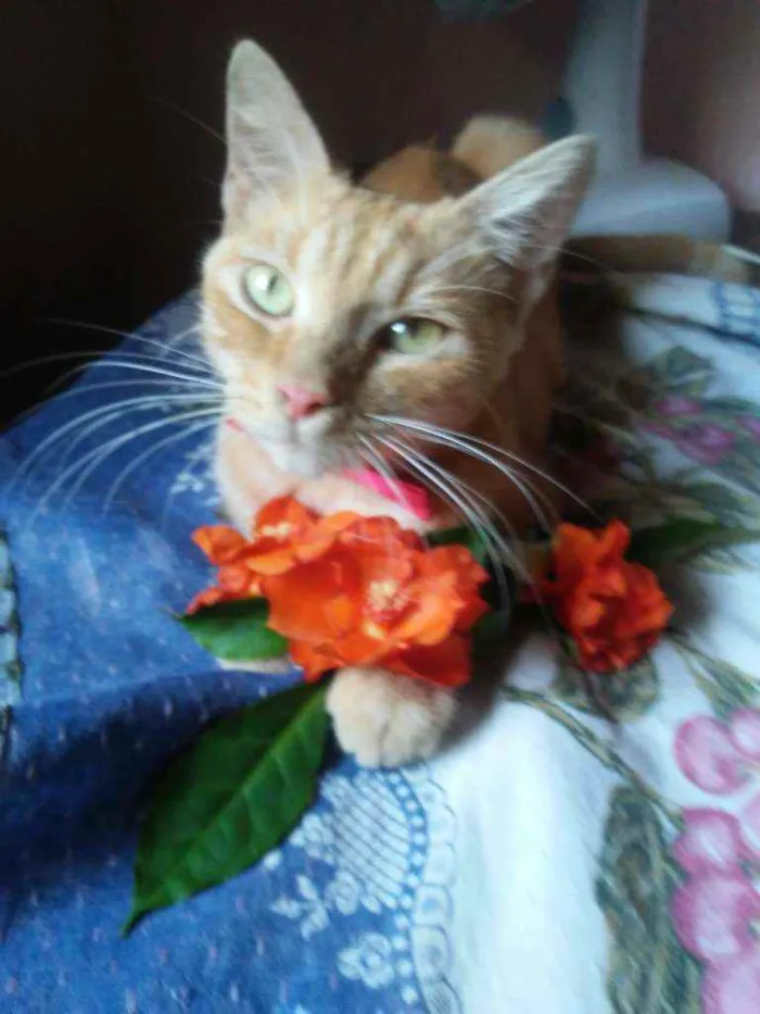 Gato ra a Diferente idade 7 a 11 meses nome Lourinha