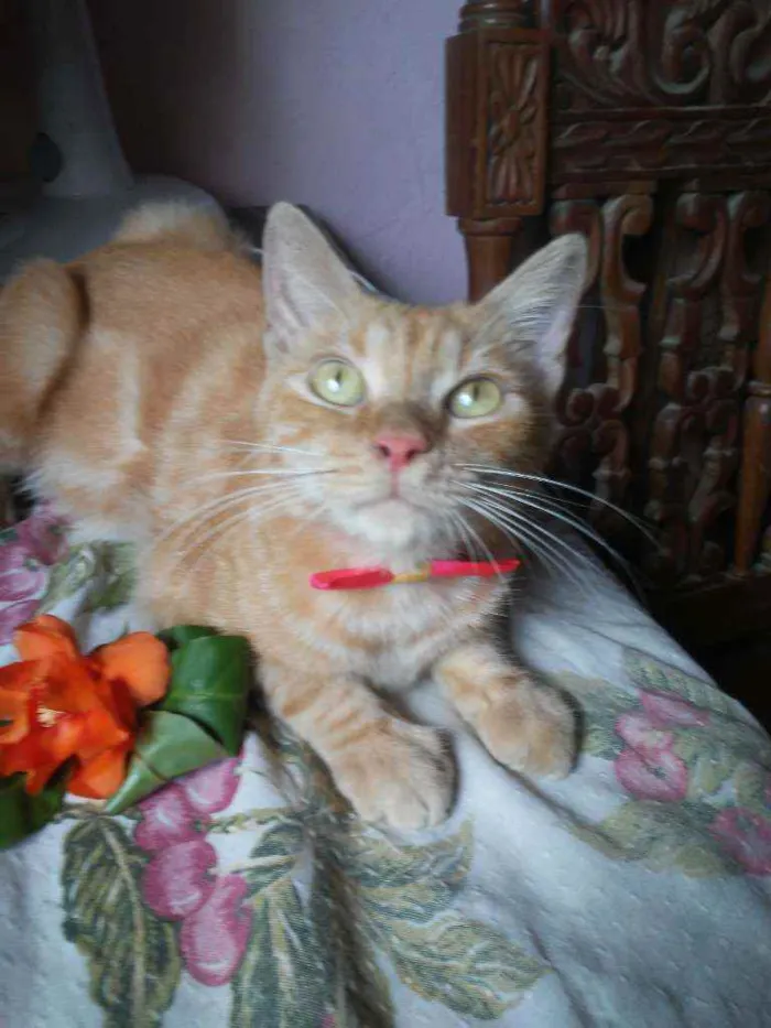 Gato ra a Diferente idade 7 a 11 meses nome Lourinha