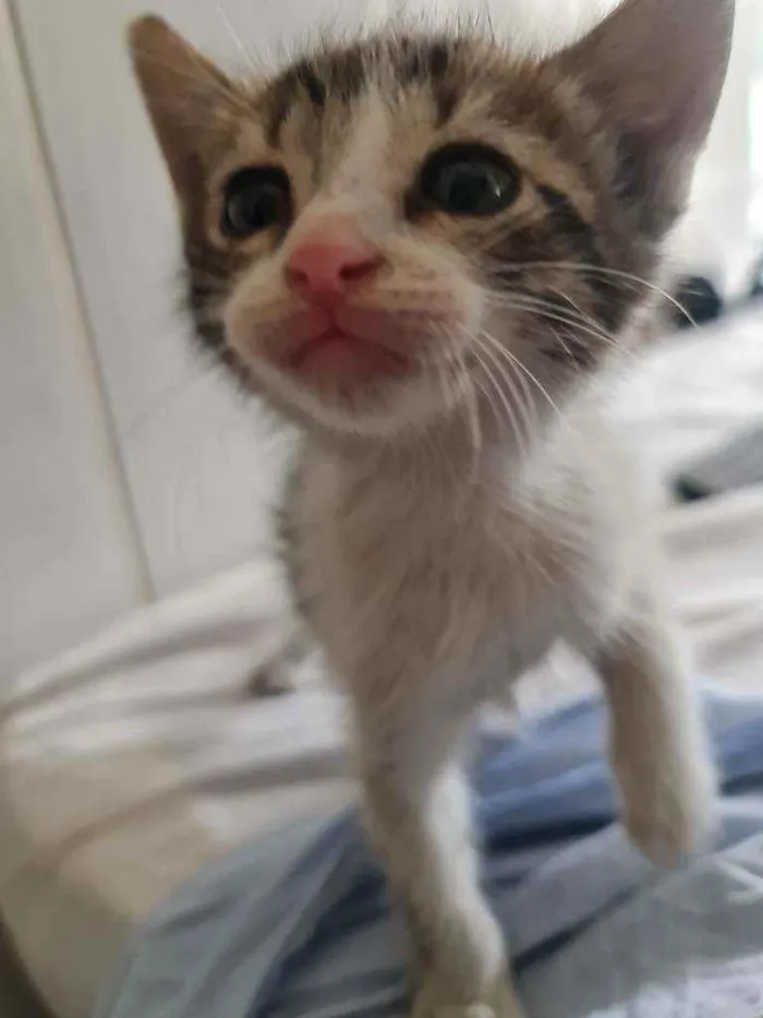 Gato ra a SRD idade Abaixo de 2 meses nome Valentina